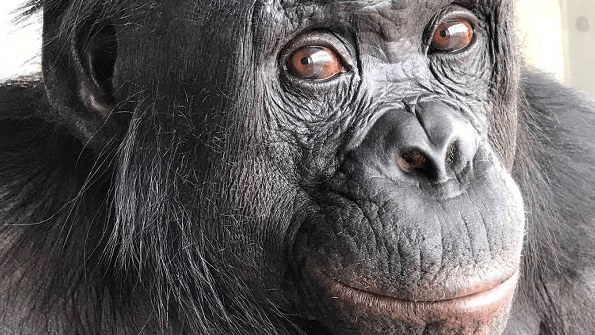 Evidência da representação de imaginação por Kanzi, um bonobo treinado em linguagem