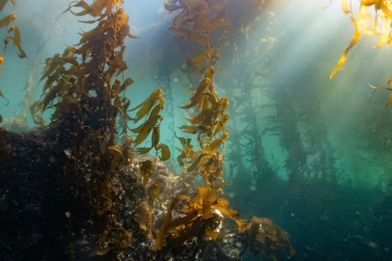 Florestas marinhas ajudam a travar o carbono