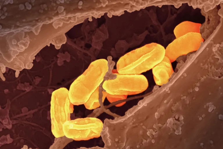 Antibióticos em risco