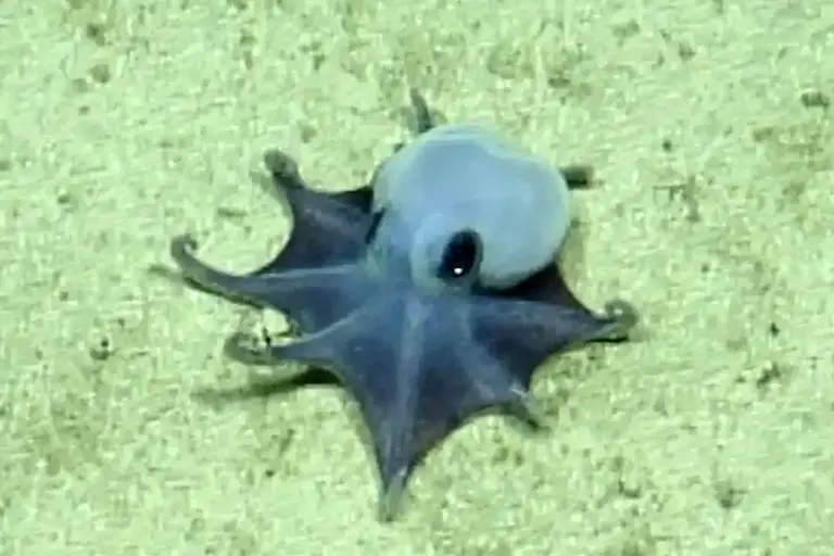 Pequeno polvo azul surpreende cientistas nas Galápagos