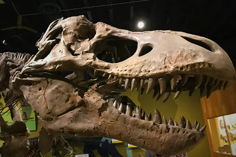 Porque é que o T. rex tinha braços tão pequenos? A ciência parece ter a resposta.