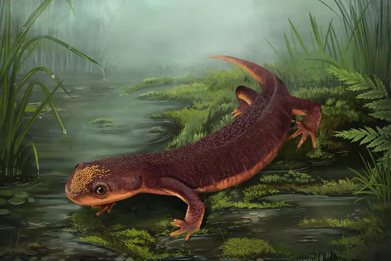 Nabia civiscientrix: A nova “Salamandra” da Lourinhã que caçava como um camaleão