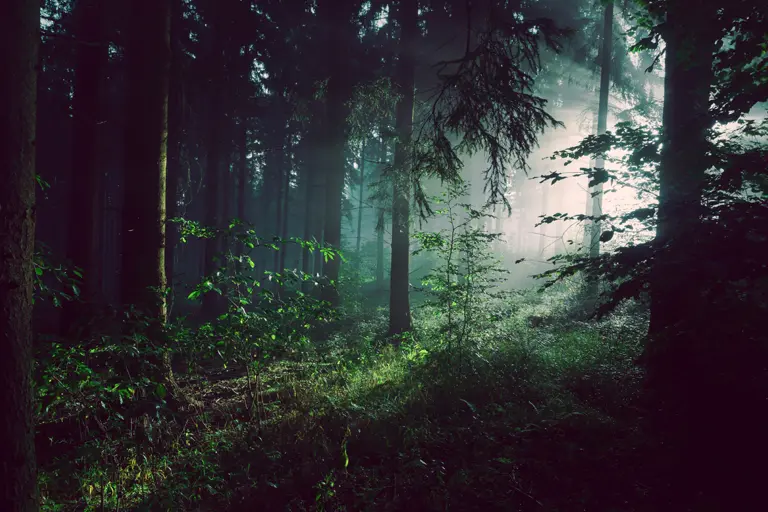 Cientista usa os sons das florestas tropicais para medir a biodiversidade e ajudar a protegê-las
