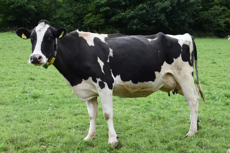Como é que os animais herbívoros ganham músculo se não comem carne?